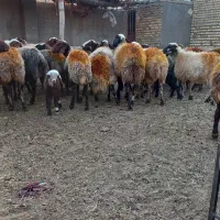 میش و بره و میش جوان آبستن|حیوانات مزرعه|نورآباد, |دیوار