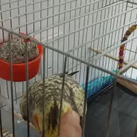 عروس هلندی|پرنده|اهواز, پردیس|دیوار