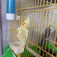 عروس‌هلندی‌یک‌جفت‌به‌همراه‌‌۳عددجوجه۲۰روزه