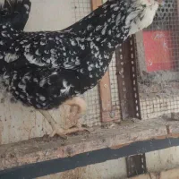 تخم مرغ گلین ریش کاکل چهل تاج فول|حیوانات مزرعه|گرگان, |دیوار