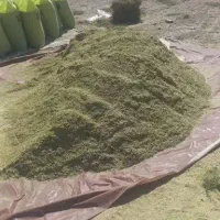 کاه خار دانه دار