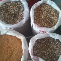 دانه پرنده حبوبات  برنج