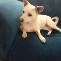 سگ خانگی آروم باهوش دادوبیدادوحشی گری اصلانداره