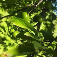 فروش باغ گهواره