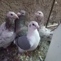 کبوترهفت رنگ سار سرور.پشتدار آلمانی