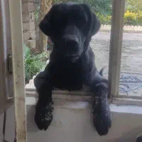 واگذاری سگ آلابای|سگ|آستانه اشرفیه, |دیوار