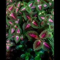 گل خانگی|گل و گیاه طبیعی|اصفهان, کساره|دیوار