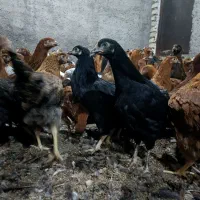 فروش ویژه مرغ جوان بومی گلپایگانی مخصوص تخمگذاری|حیوانات مزرعه|کاشان, خرمدشت|دیوار