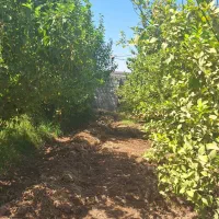 باغچه برق واب تصفیه/بنجعفر|فروش زمین و ملک کلنگی|دزفول, |دیوار