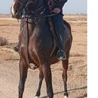 مادیان ۳به۴ فروشی