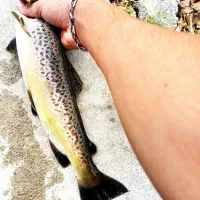 ماهی تازه وخوشمزه کف قیمت۳۲۰