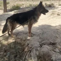 سگ ژرمن