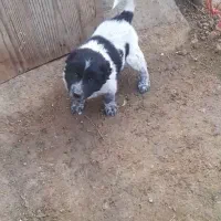 واگذاری  سگ