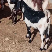 بز دورگ پاکستانی|حیوانات مزرعه|بردسکن, |دیوار