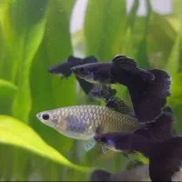 ماهی گوپی بالغ