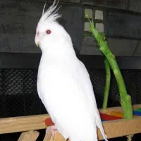 عروس هلندی البینو