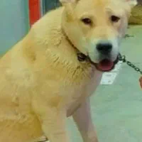 واگذاری سگ سراب اصیل