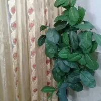 گل گلدون درخت زیبادر حدنو