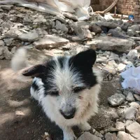 سگ‌پاکوتاه