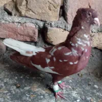 سه تا صید به شرط پرش و قلدری به ضمانت