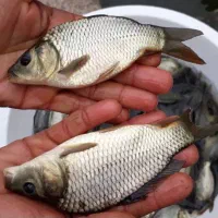 پرورش ماهی خوراکی