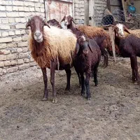میش وبره گوسفند