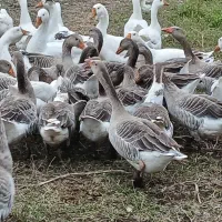 ۴۰ غاز سالم و گوشتی همراه با قو غاز|حیوانات مزرعه|رشت, جانبازان|دیوار