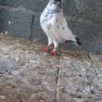 کبوتر فروشی|پرنده|کلاچای, |دیوار