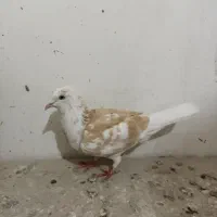 کفتر پشت گراف