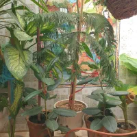 فروش گل وگیاه زینتی|گل و گیاه طبیعی|شیراز, ریاستی|دیوار