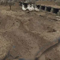 فروش قو غاز