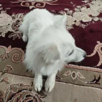 سگ اسپیتز اسم الیس