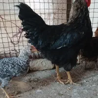 مرغ و خروس رگ دار