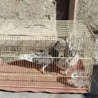 کفتر یا کبوتر|پرنده|قم, ولیعصر|دیوار