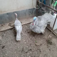 بوقلمون اسلیت|حیوانات مزرعه|رباط‌کریم, رباط‌کریم|دیوار