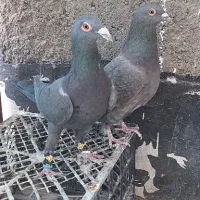 ماده پلاکی و سینه سفید|پرنده|شیراز, شهرک گلستان|دیوار