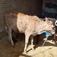 ماده|حیوانات مزرعه|شادگان, |دیوار