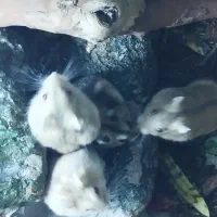 همستر کمپل|موش و خرگوش|تهران, جیحون|دیوار