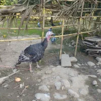 بوقلمون ماده کرچ شو