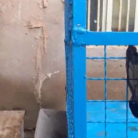 بودی سچرخه موتورسیکلت|موتورسیکلت|بندر ماهشهر, |دیوار