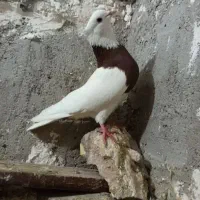 پرنده|پرنده|مسجد سلیمان, |دیوار