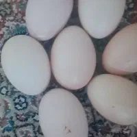 تخم‌مرغ ایسبار.