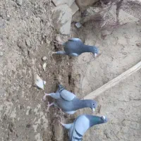 جفت جوجه کبوتر