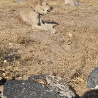 سگ سه ساله|سگ|تبریز, |دیوار