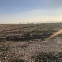 زمین کشاورزی|فروش دفتر صنعتی، کشاورزی، تجاری|مرودشت, محمد آباد|دیوار