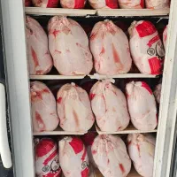 ران مرغ تازه|خوردنی و آشامیدنی|خواف, |دیوار