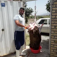 قصاب گاو|خدمات پذیرایی، مراسم|گرگان, |دیوار