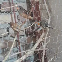 ۵عدد فنج و جفت عروس بفروش میرسد دوستمحمد|پرنده|هیرمند, |دیوار