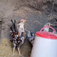 مرغ و خروس گلین جوان|حیوانات مزرعه|دلیجان, |دیوار