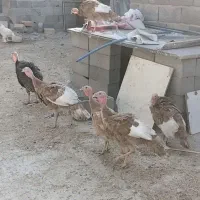 بوقلمون واکسن خورده